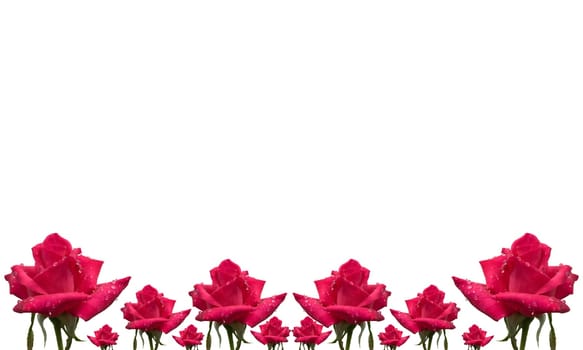 rose flower pattern floral card border on white
