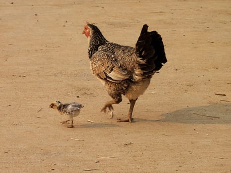 A little hen with a chick taken in a mountain village near Chiang Mai in the north of Thailand However,the hens there often have more chicks