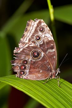 Blue Morpho Butterfly