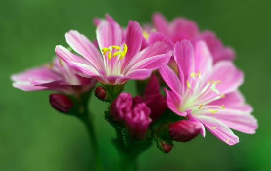 Lewisia (porcelain florets)