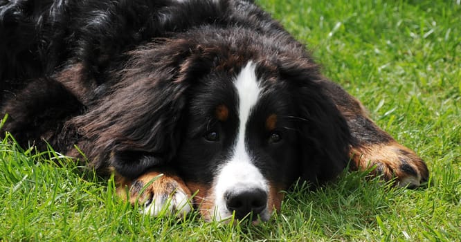 Tired Bernese