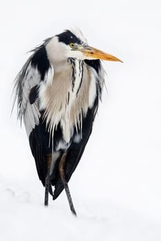 Winter Heron -1-