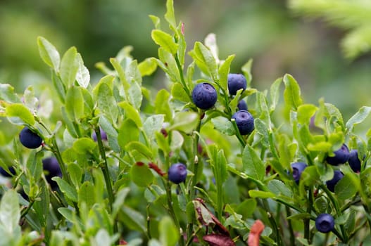 blueberry shrubs