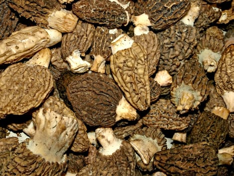 Morels