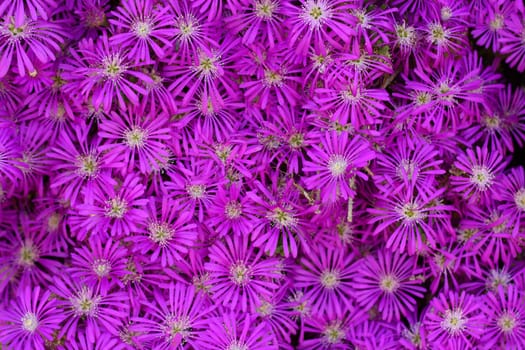 pink flowers as background