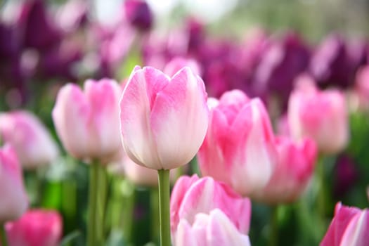 tulips