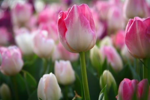 tulips