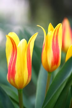 tulips