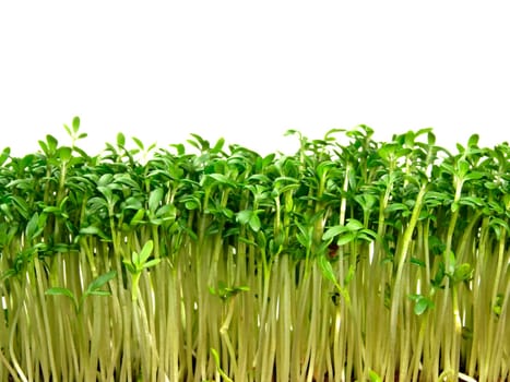 Cress