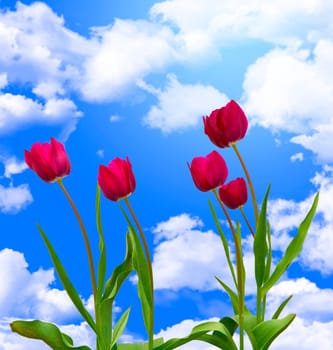flowers in nature
