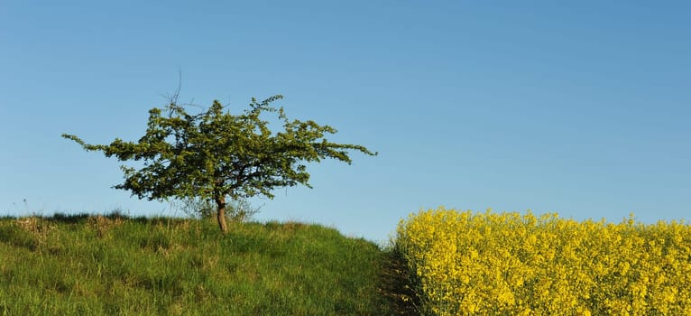 Rapeseed season