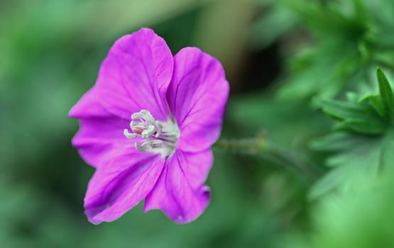 Geranium