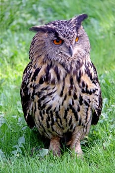 Eagle owl