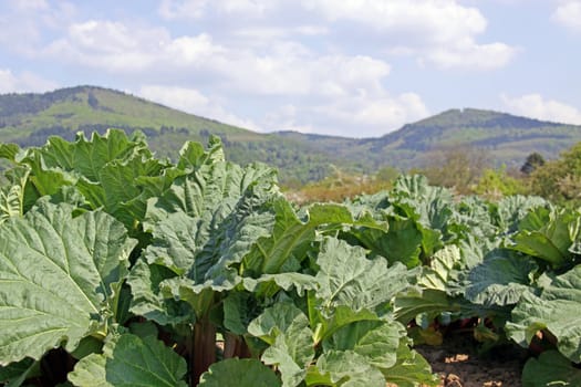 Rhubarb