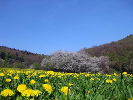 Spring Meadow