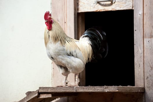 Rooster in front of the coop