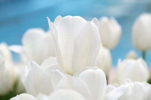 tulips background