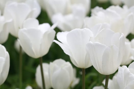 tulips background