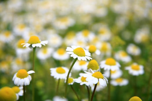daisy background
