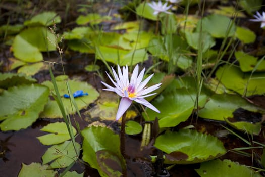 Water lily
