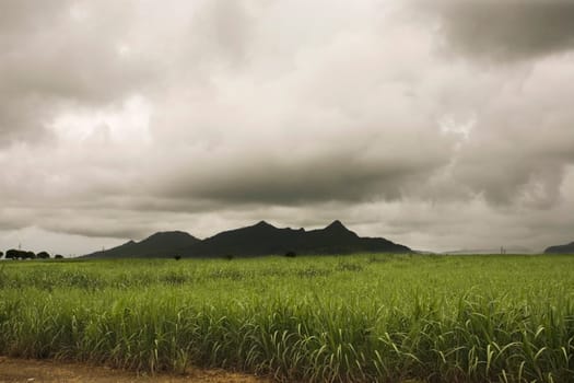 Sugar cane field