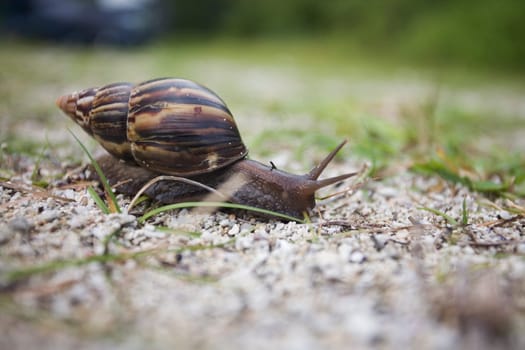 Snail