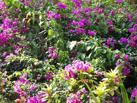 flowerage