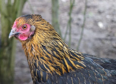 Young organic laying hen