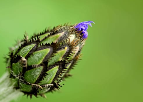 Mountain knapweed (Centaurea montana)