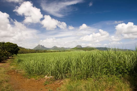 Sugarcane
