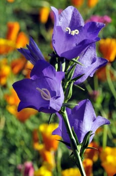 Purple Harebell Flowers in Garden