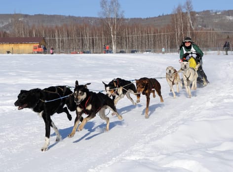 Limited North American Sled Dog Race
