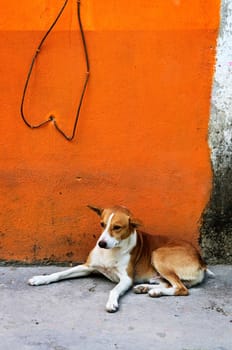Dog near colorful wall in Mexican village