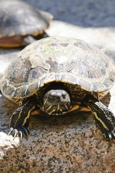 Red eared slider turtle