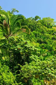 Tropical jungle background