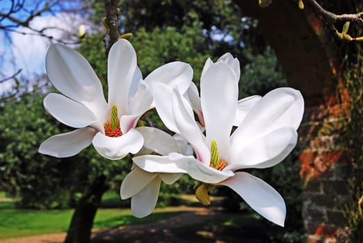 Magnolia Flowers