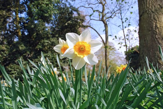 Spring