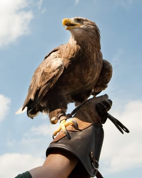 Eagle bird