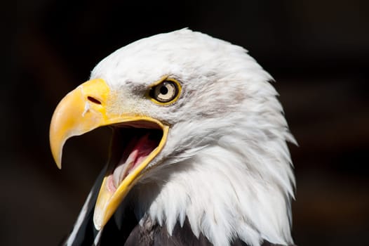Bald eagle