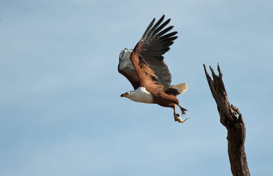 Bald eagle