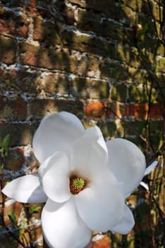 Magnolia Flowers