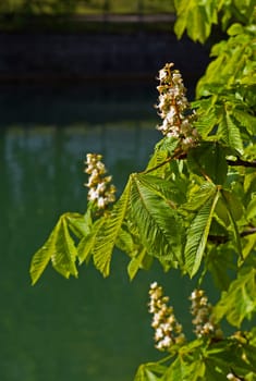 Chestnut blossom in Germany