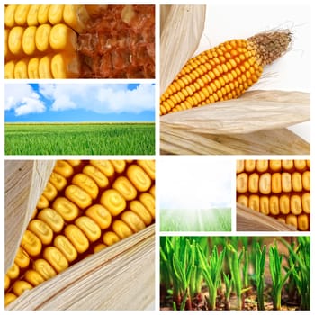 closeup image on corn cereal and green field background