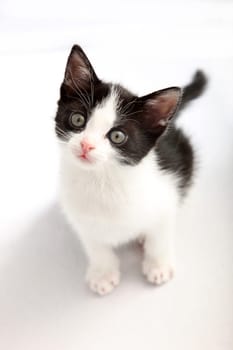 little cat  against a white background