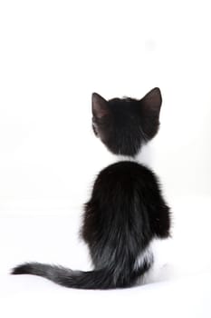 kitten from behind against a white background
