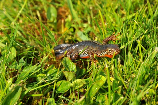 Newt - Hike