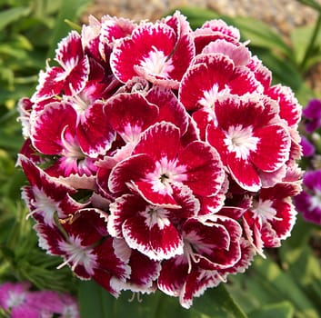 sweet william