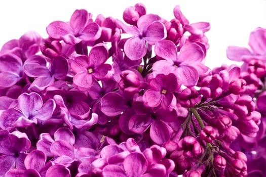 Lilac Blossoms wd701