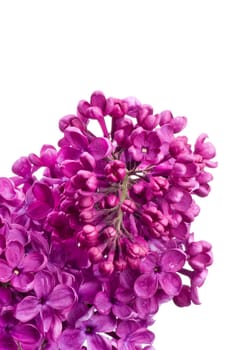 Lilac Blossoms wd704
