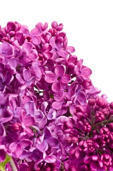 Lilac Blossoms wd705